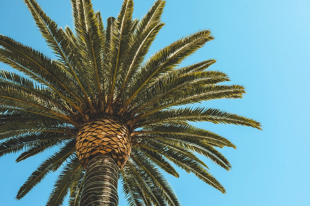 How to Join the PALM Scheme From Fiji in 2026 (NEC Guide) - how to join the palm scheme from fiji in 2026 nec 8ec7e542